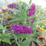 Planta ornamentala - Buddleja davidii Buzz Magenta - liliac de vară