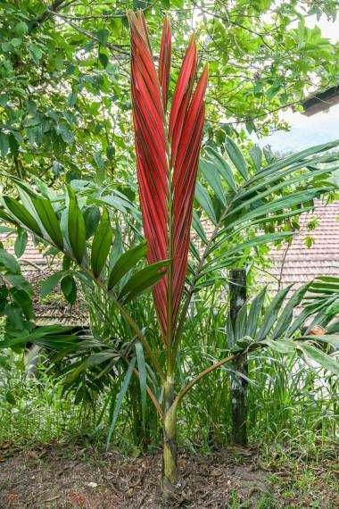 Palmier rar cu frunze rosii din Noua Caledonie (Flamethrower Palm)