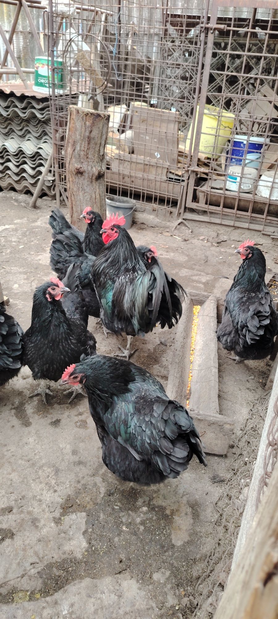 Ouă găini australorp