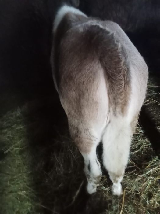 Vând vițea bălțată înțărcată frumoasa