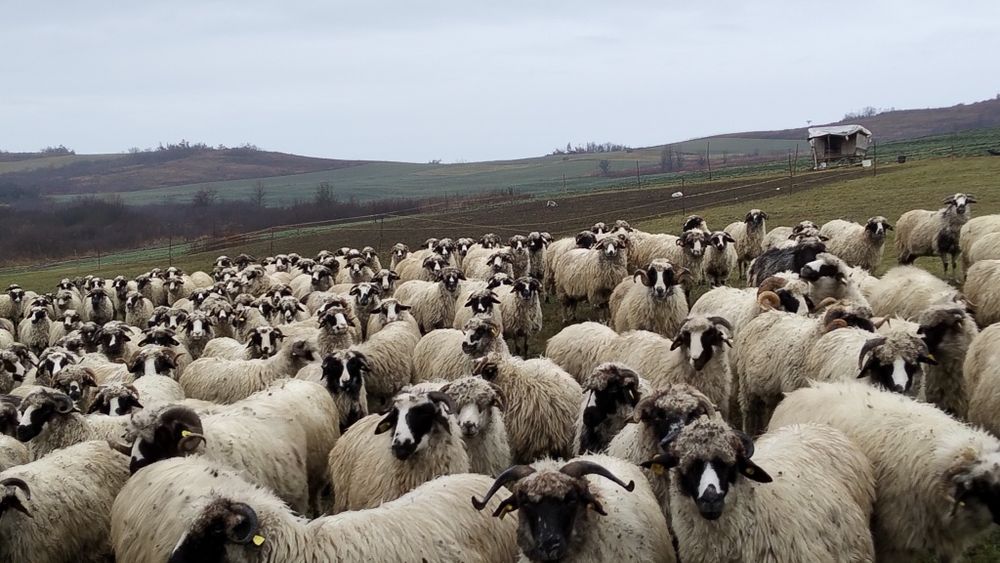 Oi breze de vânzare