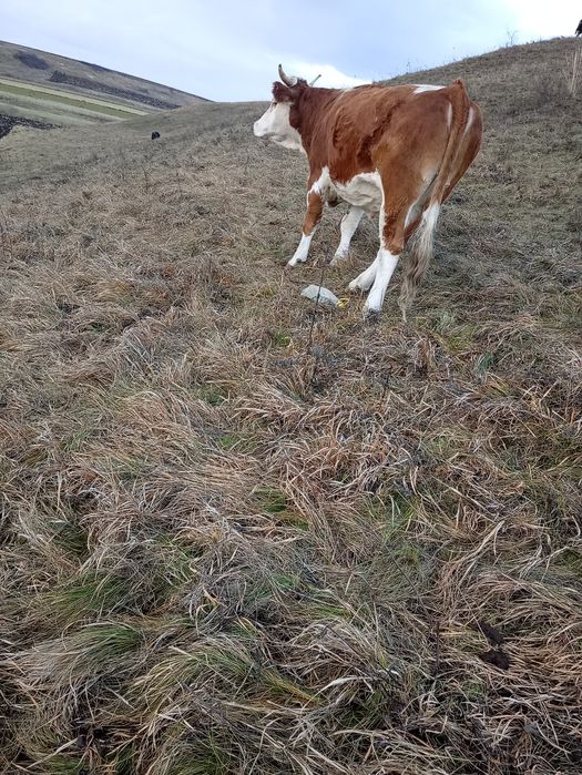 De vânzare junincă