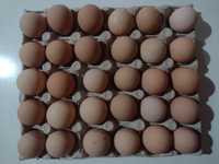 Ouă de bibilică de țară