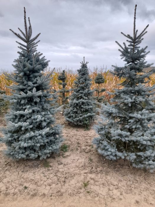 Brazi la balot sau ghiveci