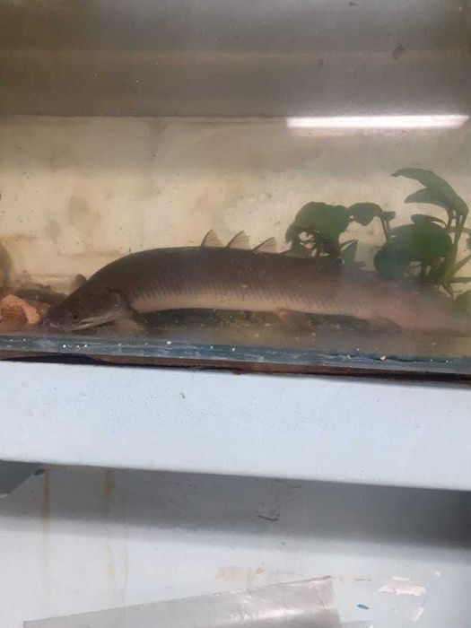 Аквариумная рыбка Сенегальский полиптерус. Торг