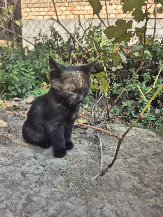 Котёнок в хорошие руки.