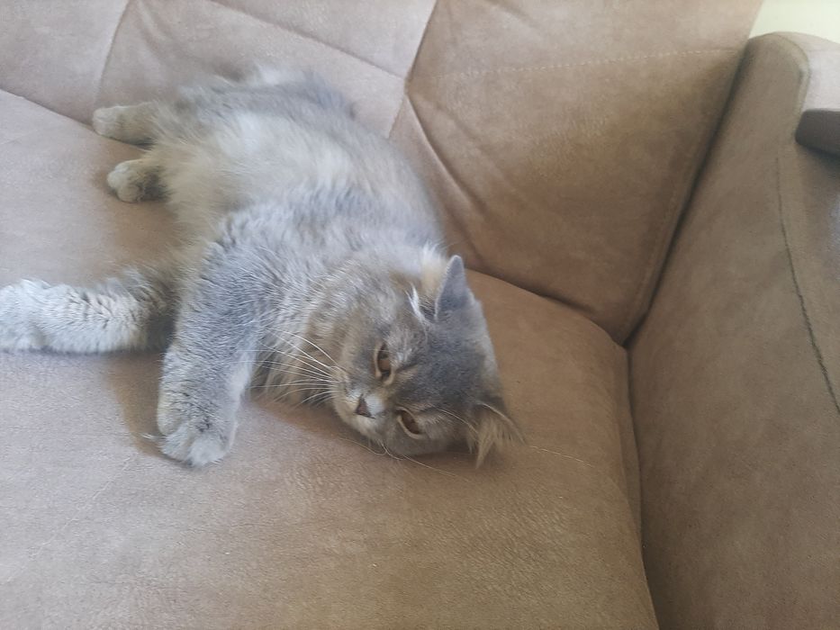 Mushuk srochna sotiladi