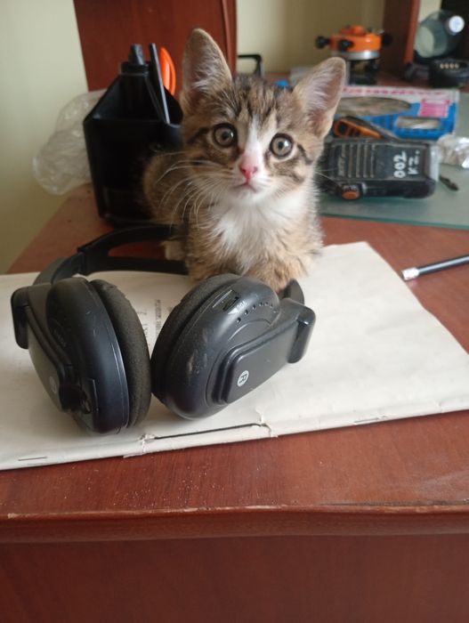 Отдам котенка в добрые руки мальчик