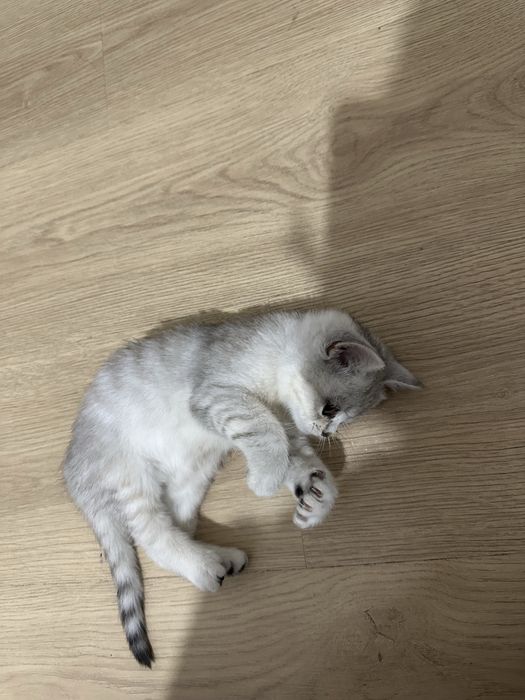 Продаю котенка британская шиншилла