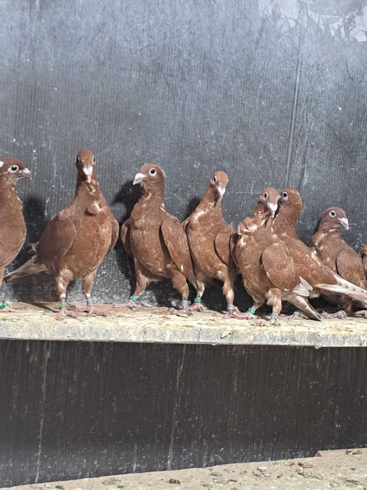 Porumbei roșii cu floare!