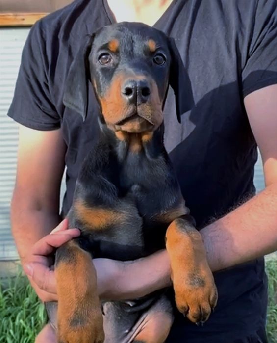 Catelusa doberman calitate superioara