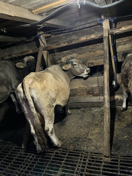 Vind vaca buna de lapte