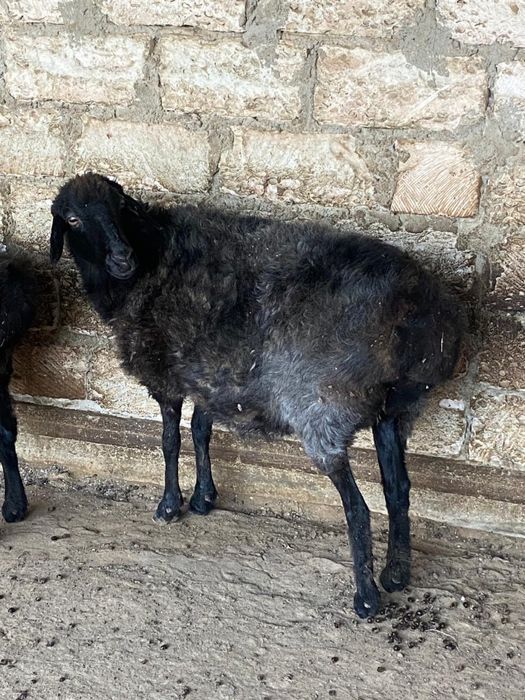 Семиз кой сатылады