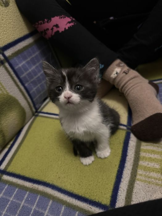 Отдаем котят в добрые руки