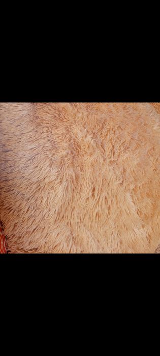 Urs Plus Gigant 130cm Super Pufos și Moale