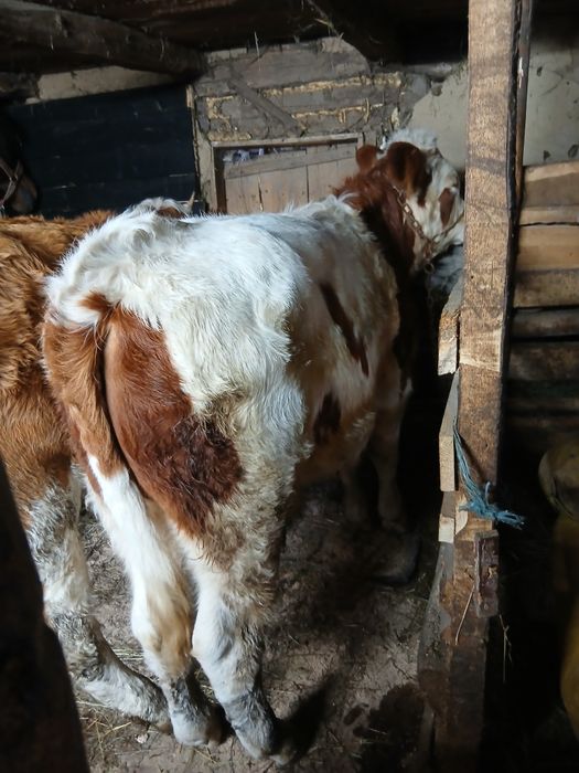 De vînzare taur și vitică