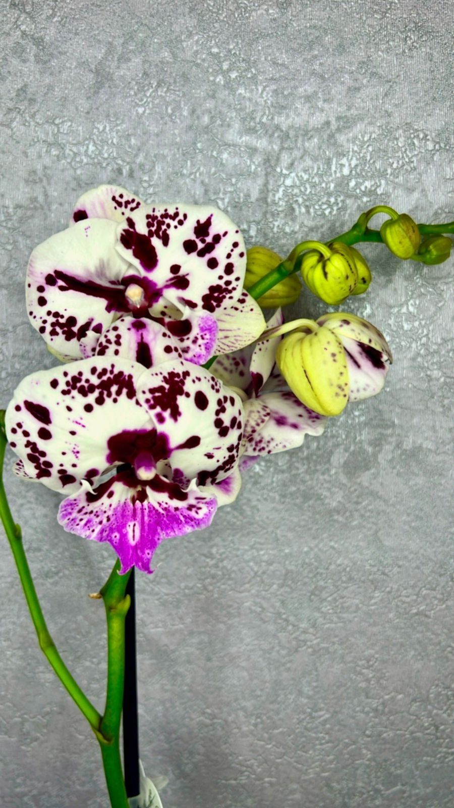 Орхидеи 65см 7000 тенге