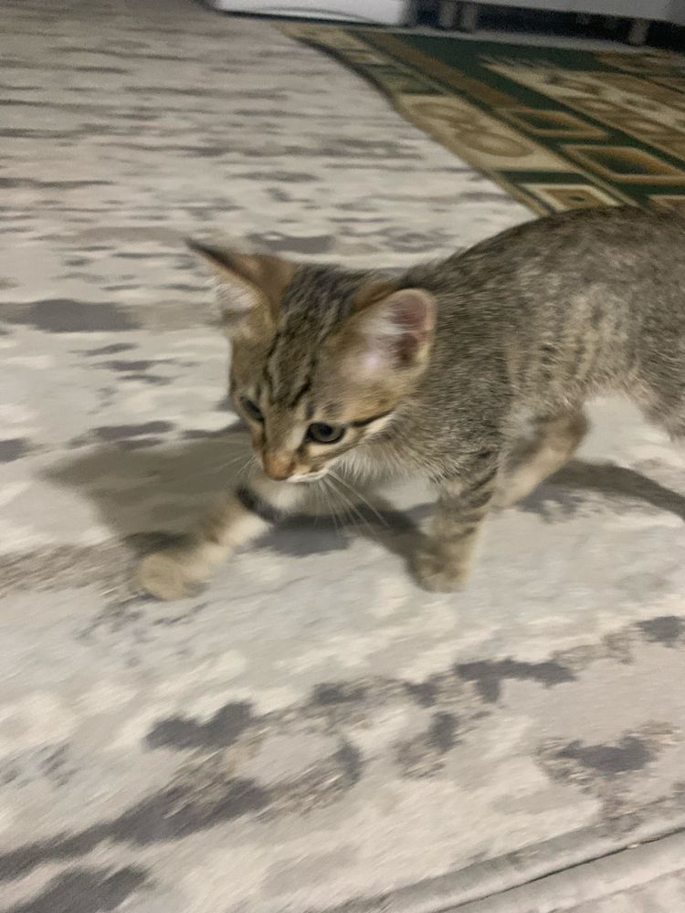 Mushuk bolasi sotiladi