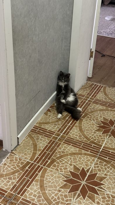 Отдам кошку в добрые руки