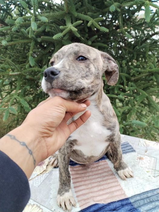 American bully 3 месеца