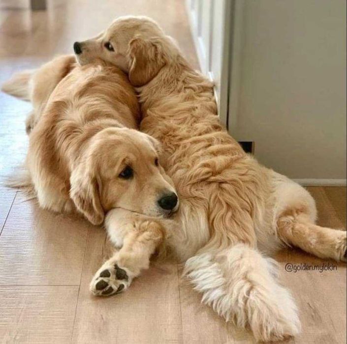 Голдън ретривър момче