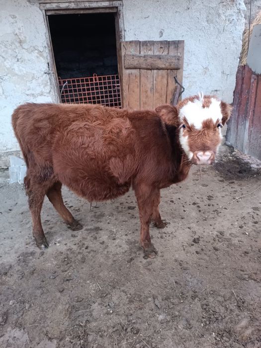 еркек баспак сатылады