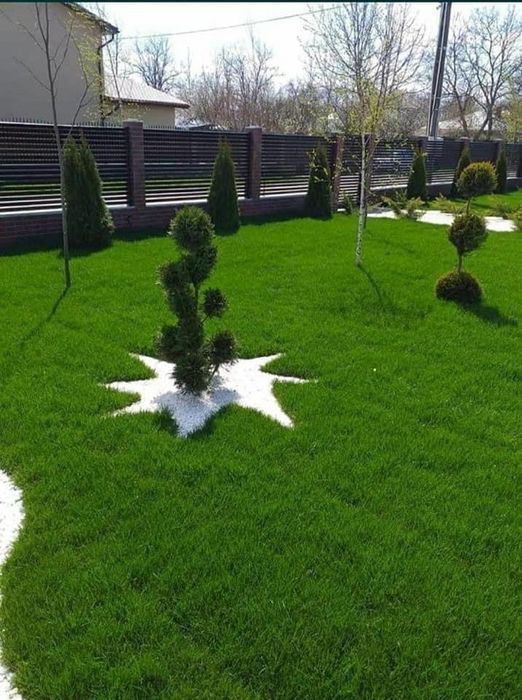 Plante ornamentale de orice specie la pret de producator