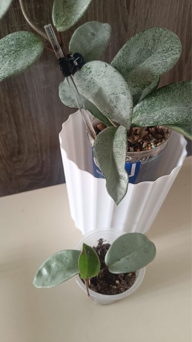 Хойя  Нова Хост, Матильда Сплеш, Пубикаликс Сильвер Сплеш