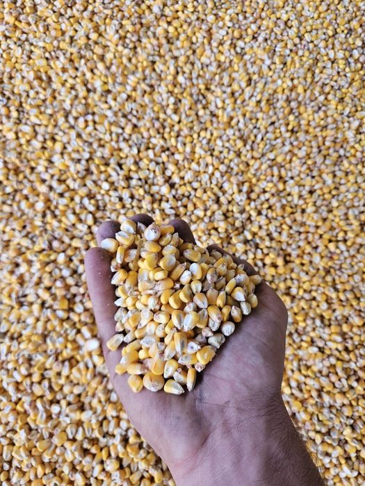 Porumb boabe  – vrac sau ambalat