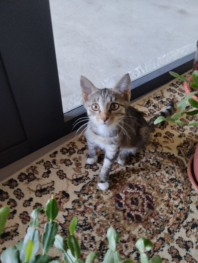 Продается котёнок