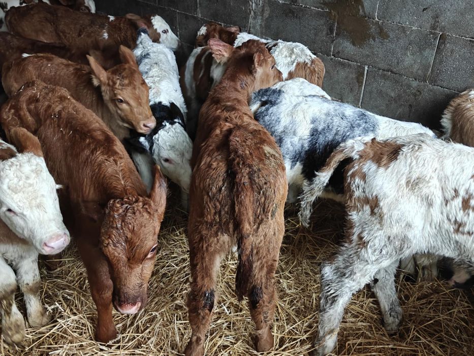 Vand taurasi si vitele