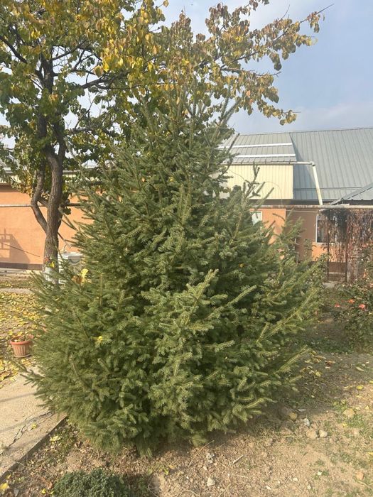 Продам елку зеленую, находится в городе Каскелен. Елка пышная, живая