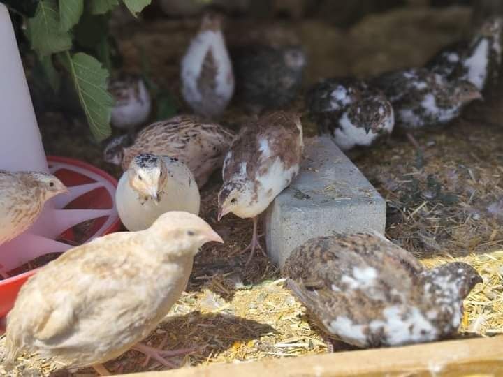 Пъдпъдъци женски и мъжки, млади и пронасящи