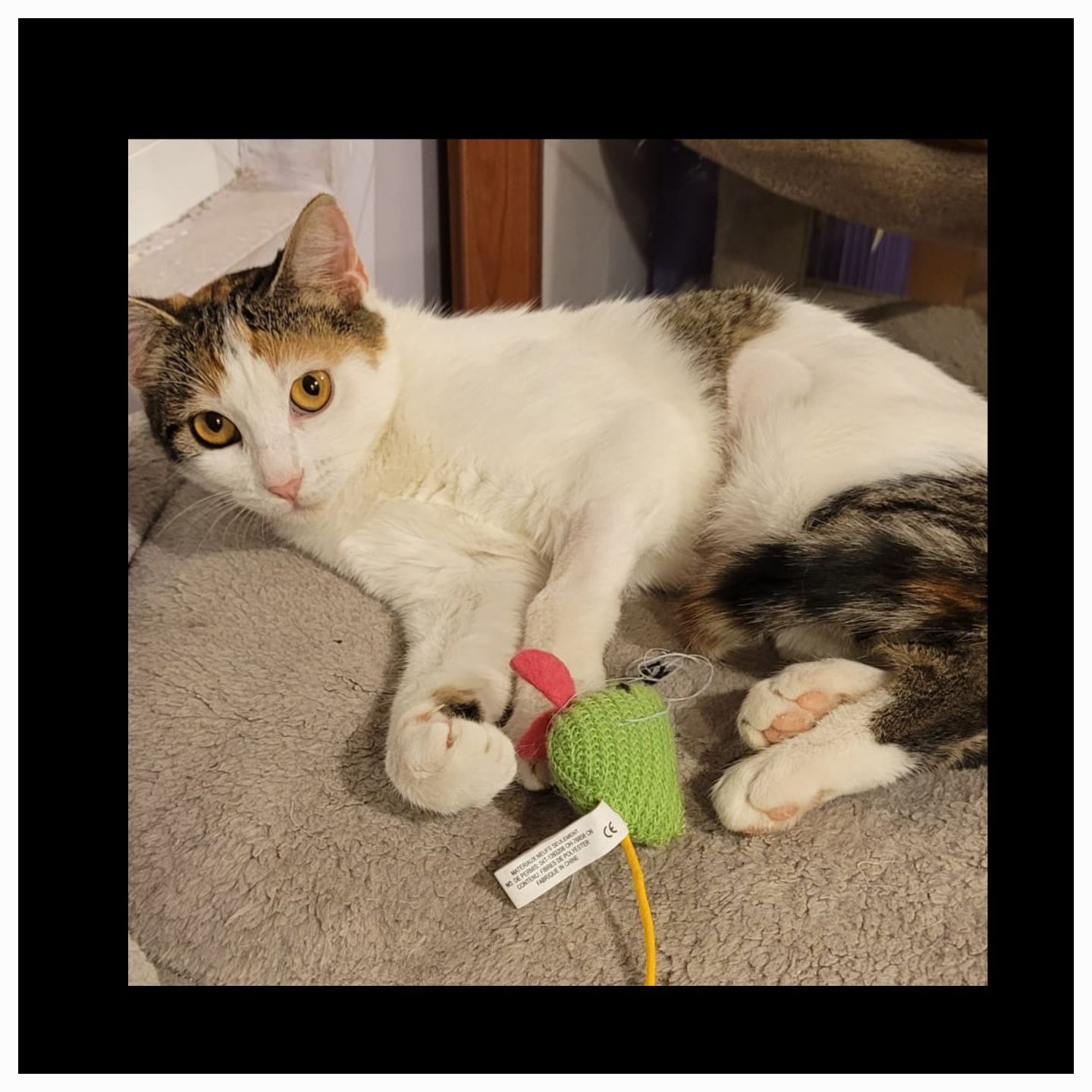 Adoptie pui pisica calico sterilizata Adelina Pestrița