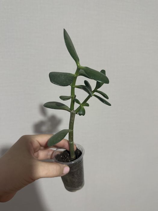 диффенбахия и толстянка