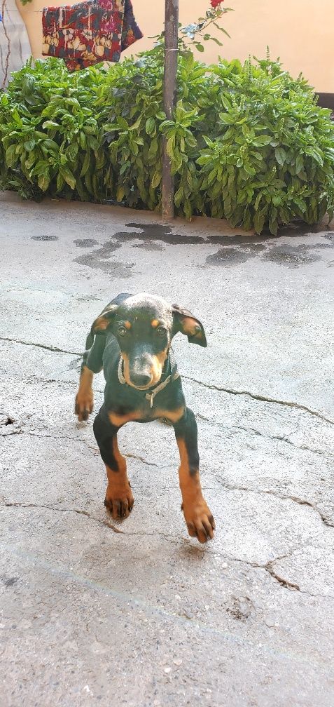 Doberman kuchuk 2,5 oylik qiz