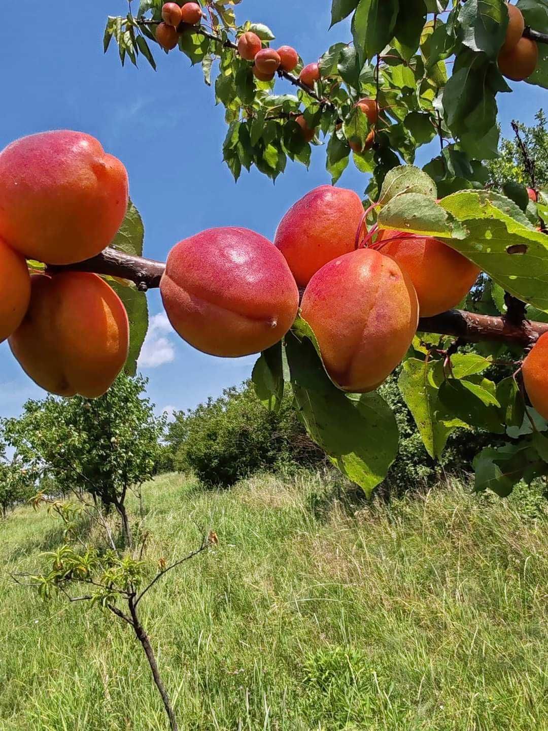 Vând caise pentru țuică/pălincă – livrare gratuită oriunde în țară!