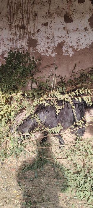 Серкелер сатылады