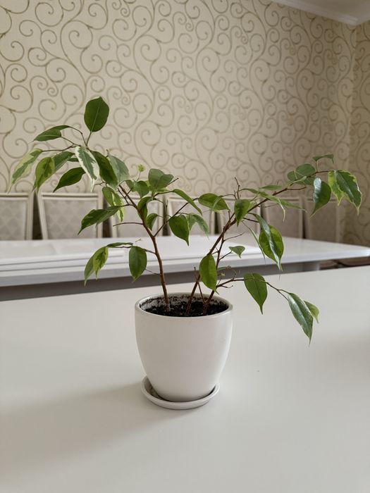 Фикус Бенджамина комнатное растение