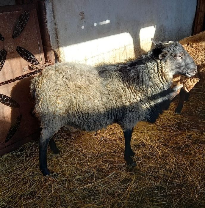 Vând sau schimb berbec Romanov