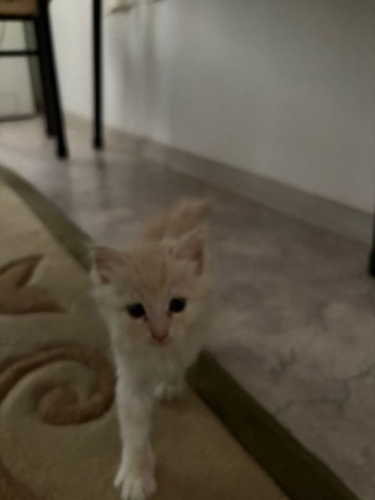 СРОЧНО! отдам даром котенка,котята