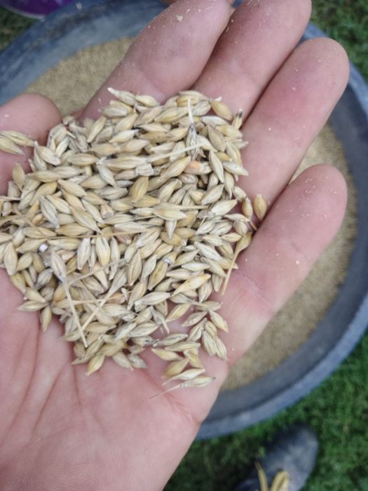 Vând orz soiul smarald