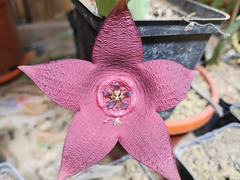 Cactusi si stapelii de vanzare (steaua serifului)