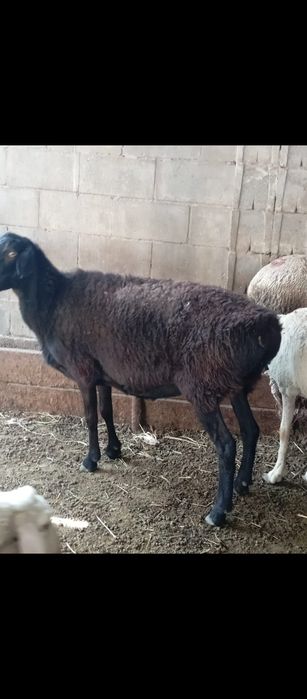 Продам баранов жирные