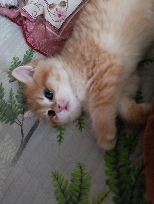 Золотистая шиншилла Скотиш страйт котенок