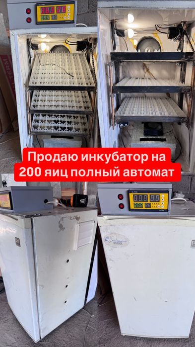 Куры декоративные