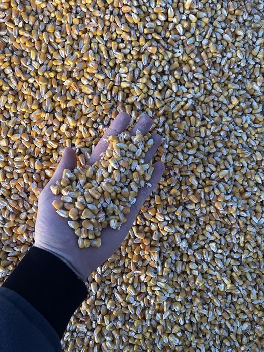 Vand porumb irigat-Buzau