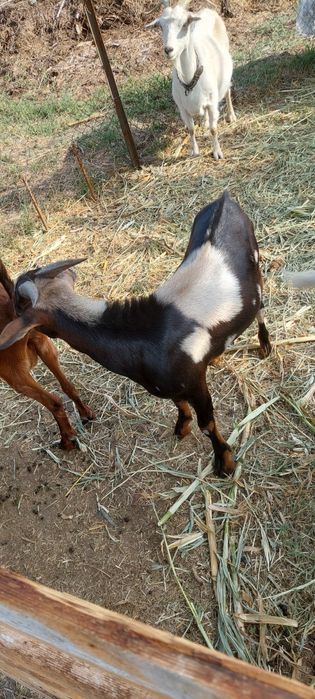 Țap metis de Lamacha