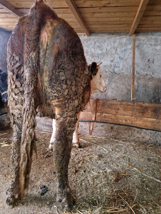 Vand doua junele gestante in luni mari !!