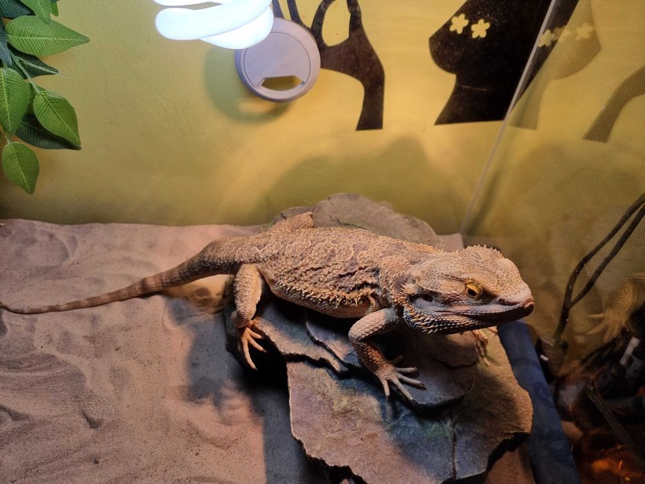 Soparla/Iguana Agama cu Terariu